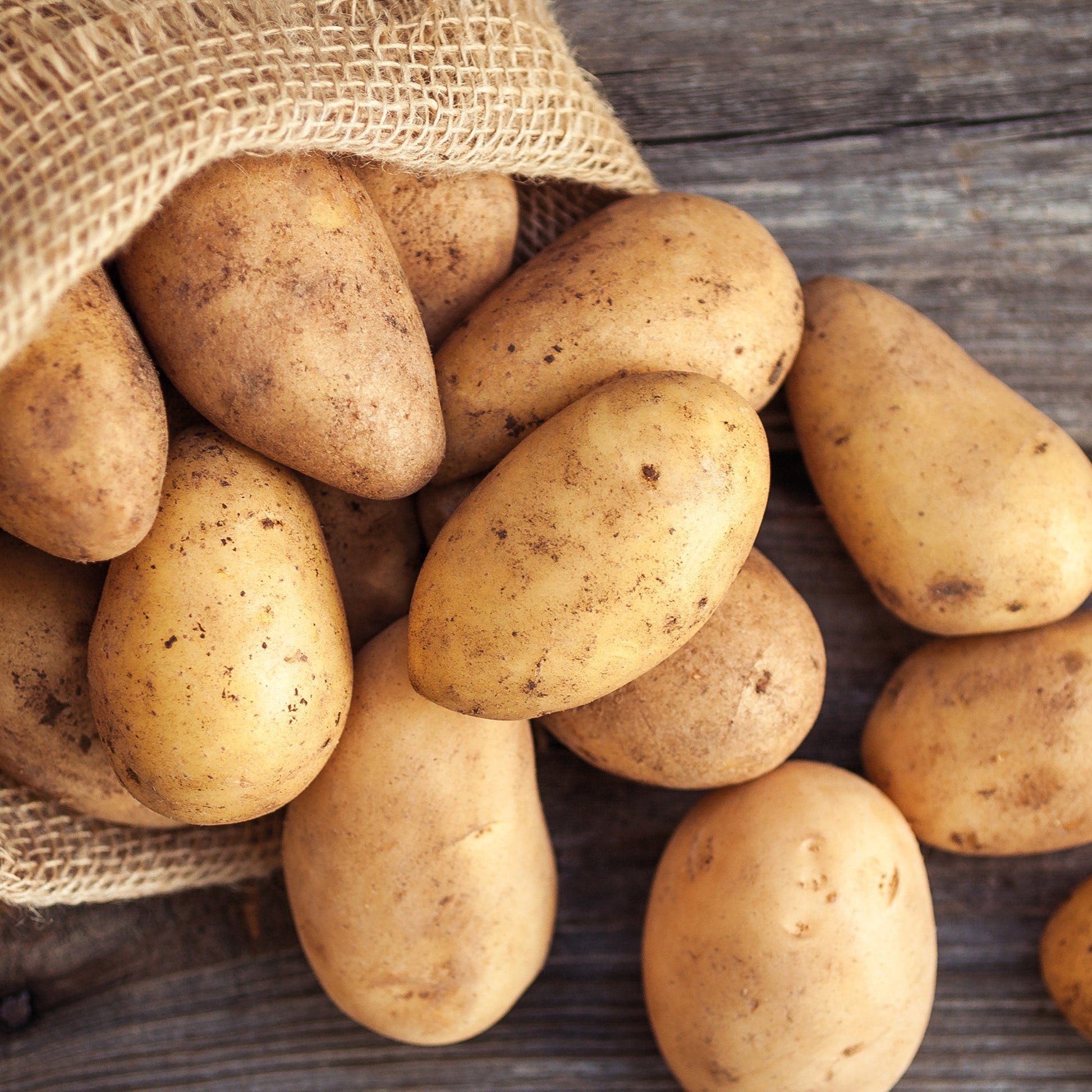 Læggekartofler 'Annabelle'
