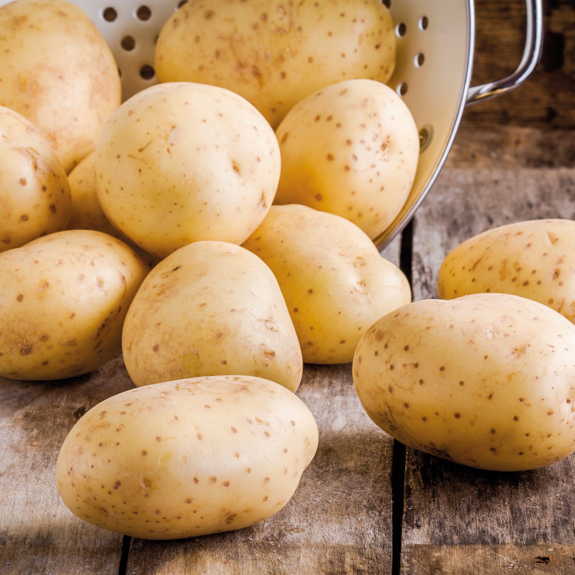 Læggekartofler 'Frieslander'