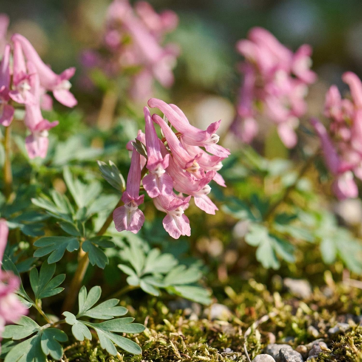 Lærkespore, Corydalis 'Beth Evans'