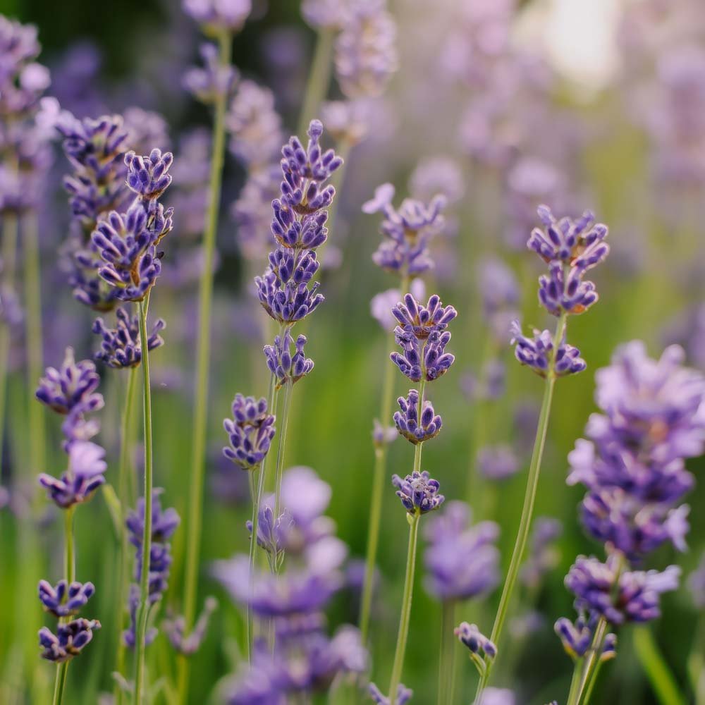 Lavendel frø 'Lavender' - 200 Økologiske Frø