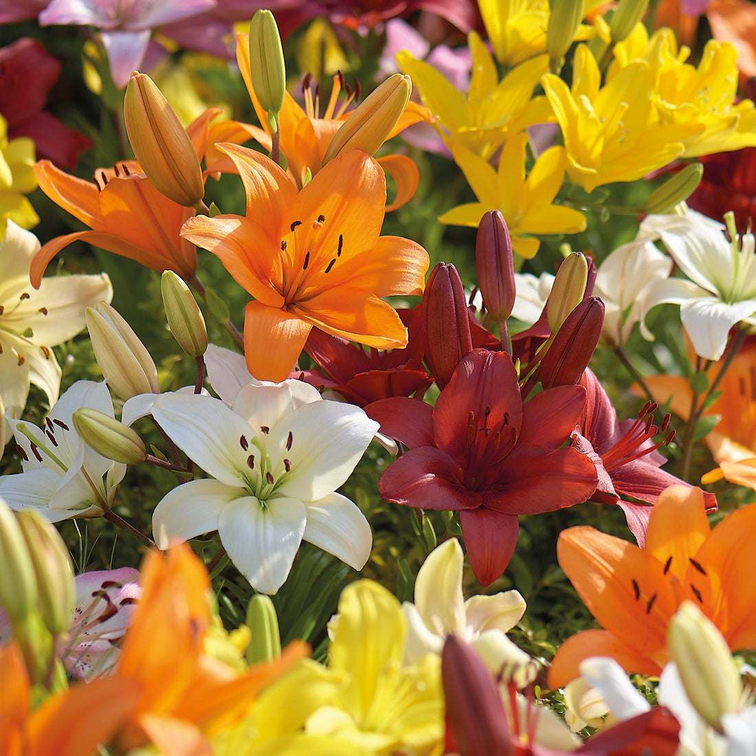 Lilje 'Asiatic Mixed'