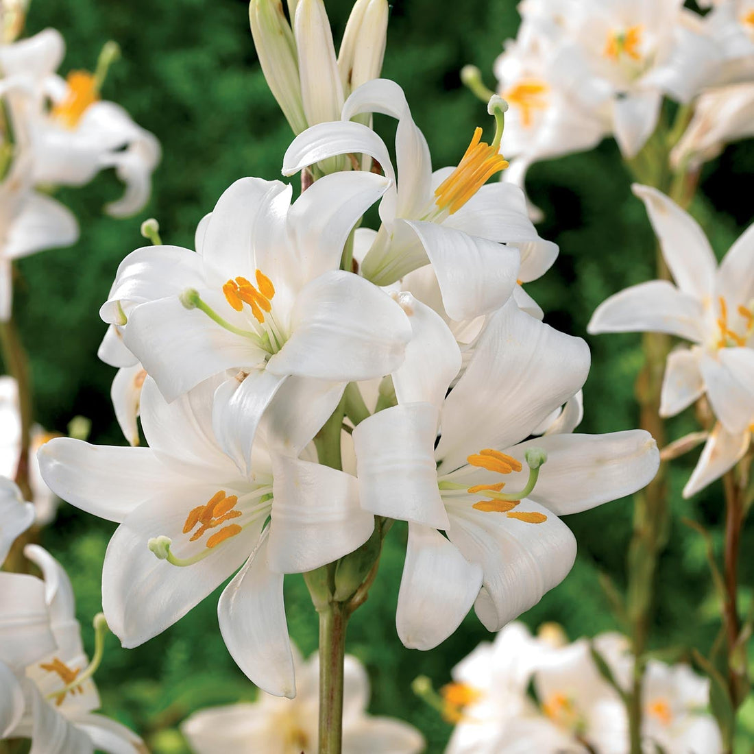 Lilje 'Candidum'