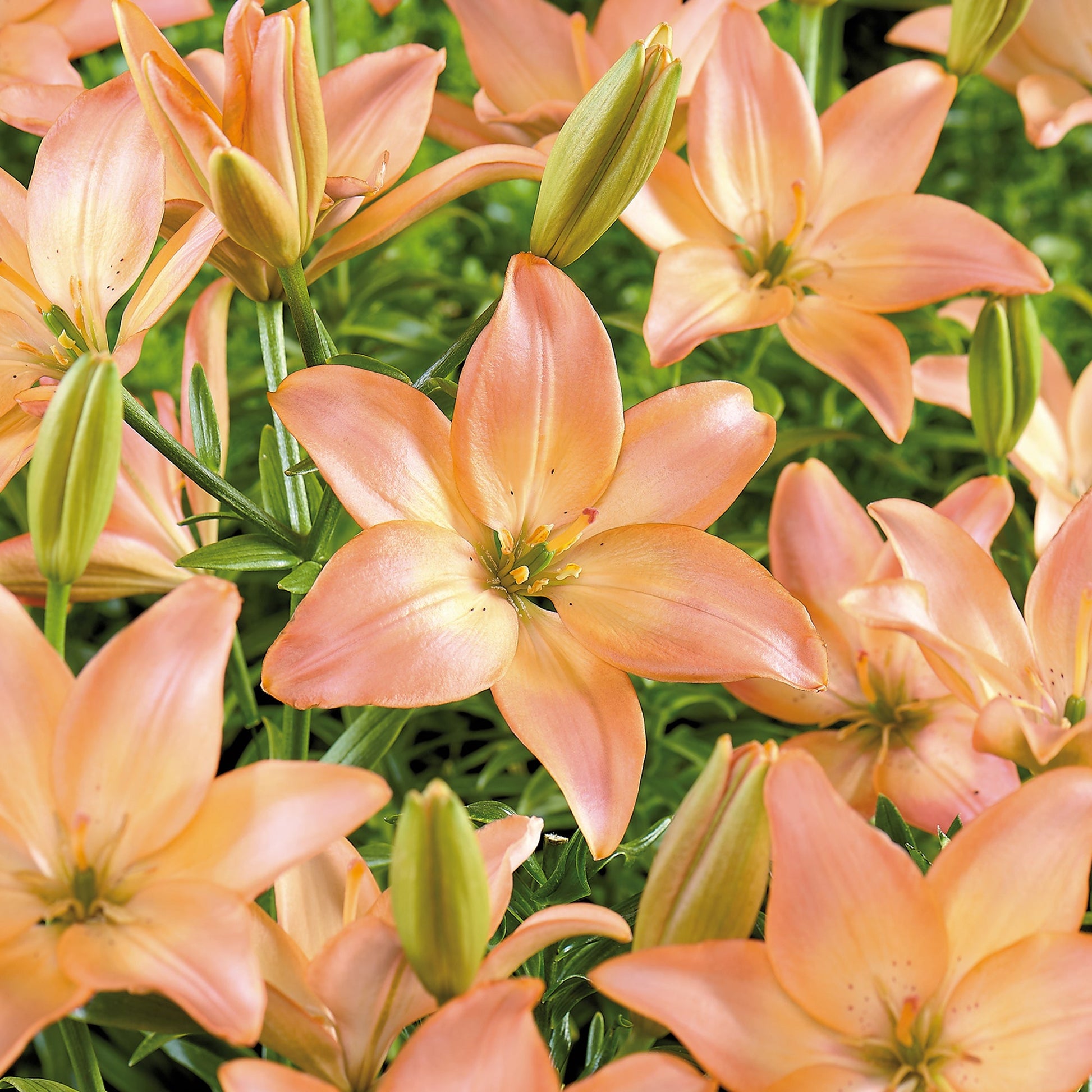 Lilje 'Easy Whisper'