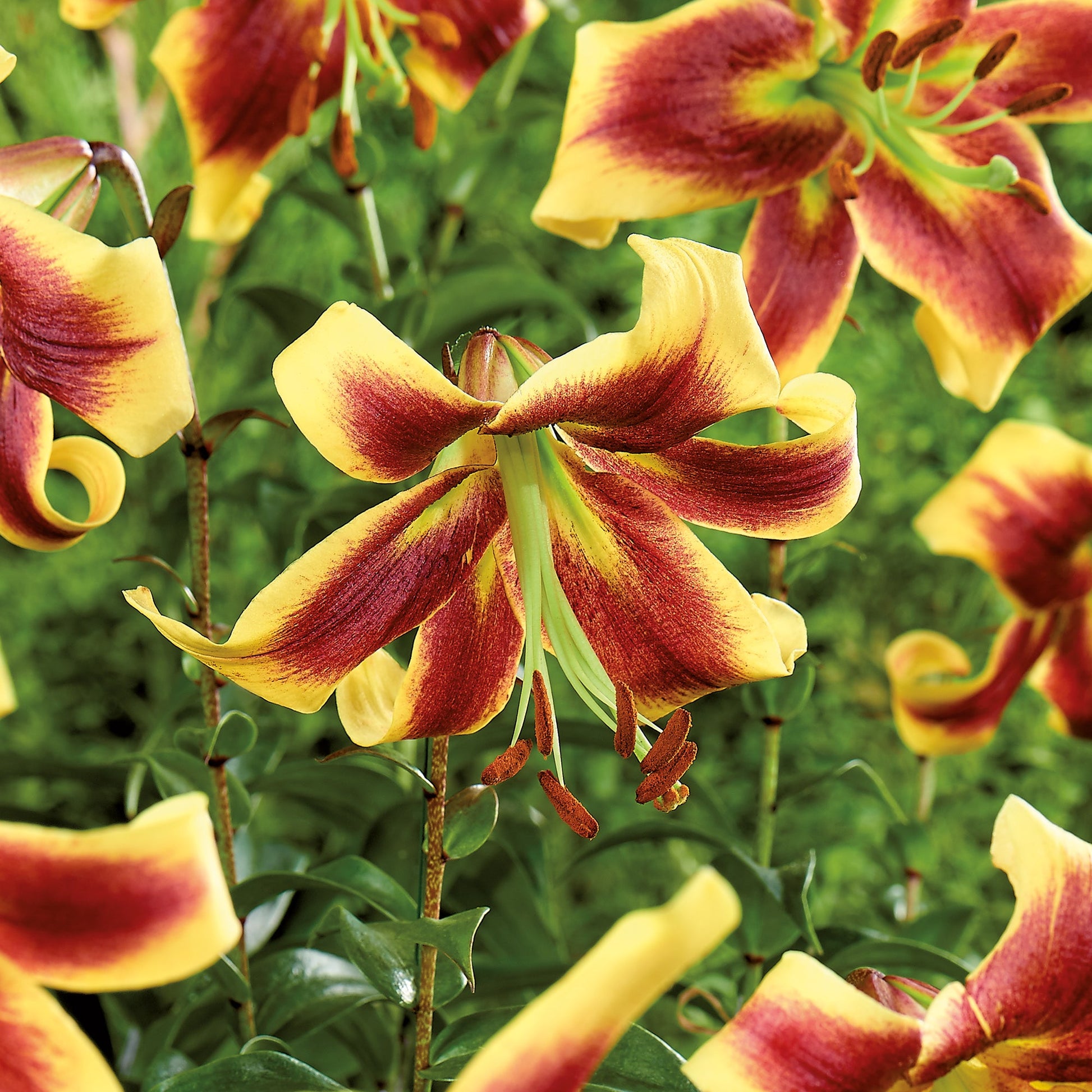 Lilje 'Robert Swanson'