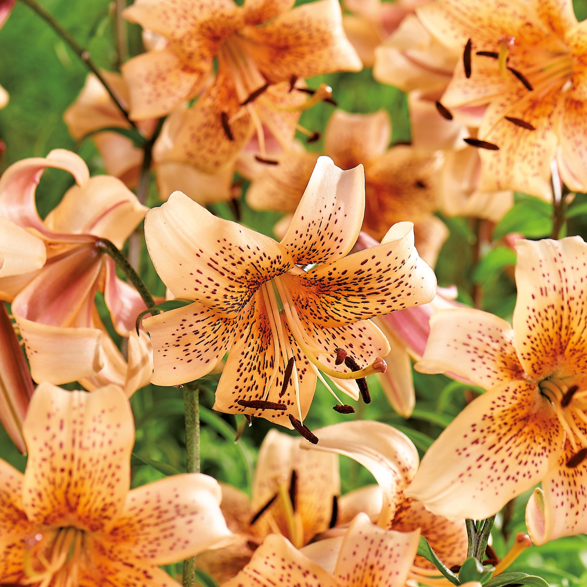 Lilje 'Tiger Babies'