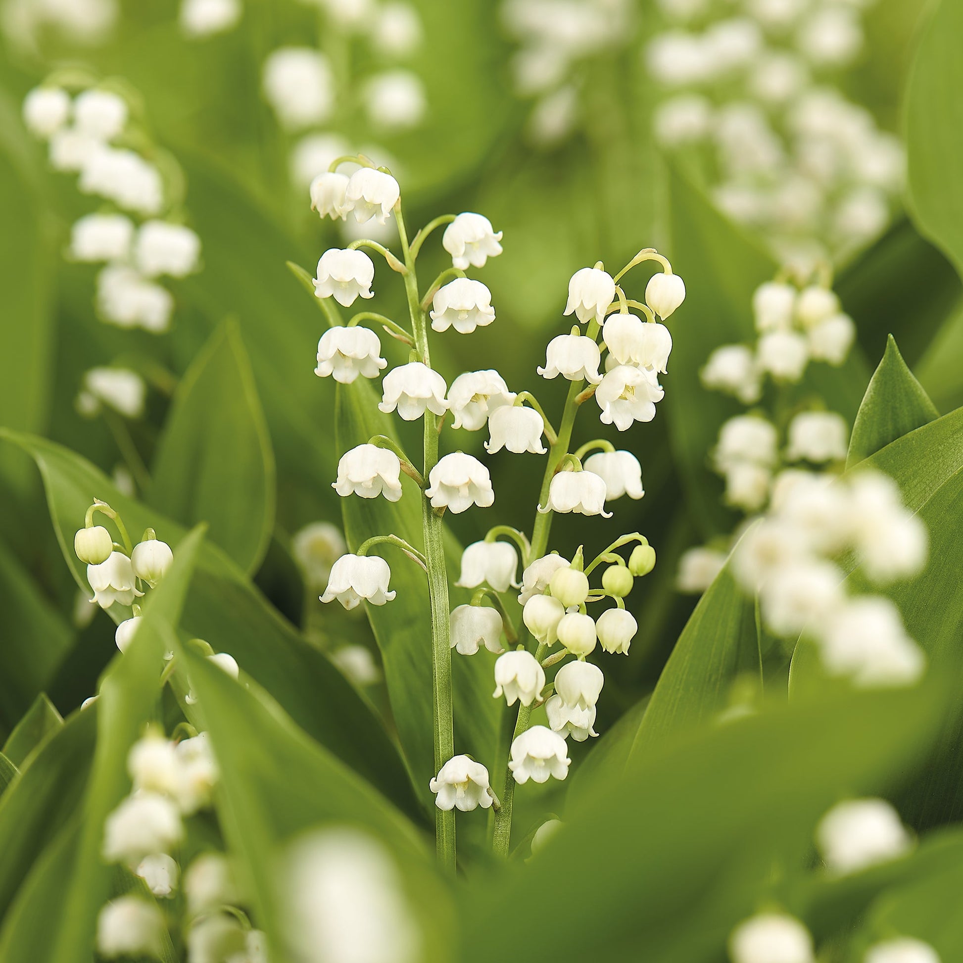 Liljekonval, Convallaria Majalis