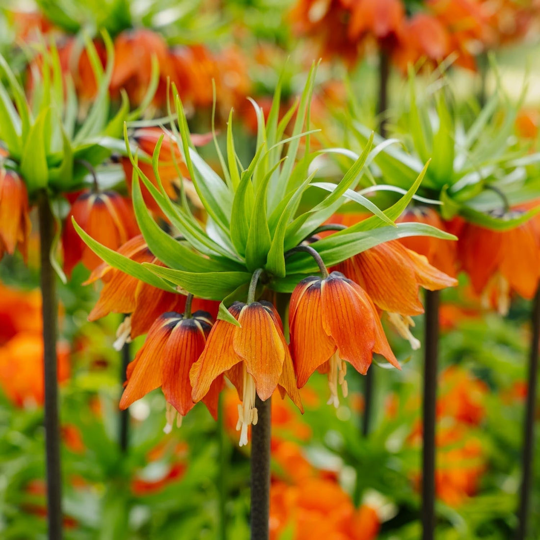Løglasagne 'Amber Wave'