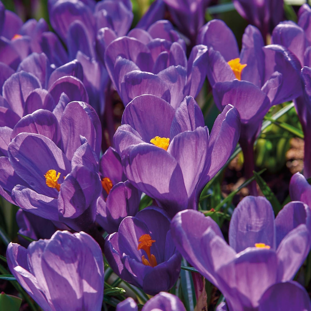 Løglasagne 'Amberley'