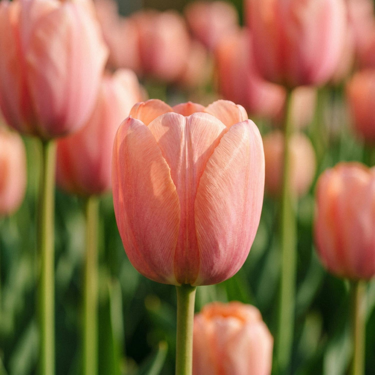 Løglasagne 'Amberley'