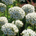 Løglasagne 'Black & White Elegance'
