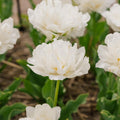 Løglasagne 'Black & White Elegance'