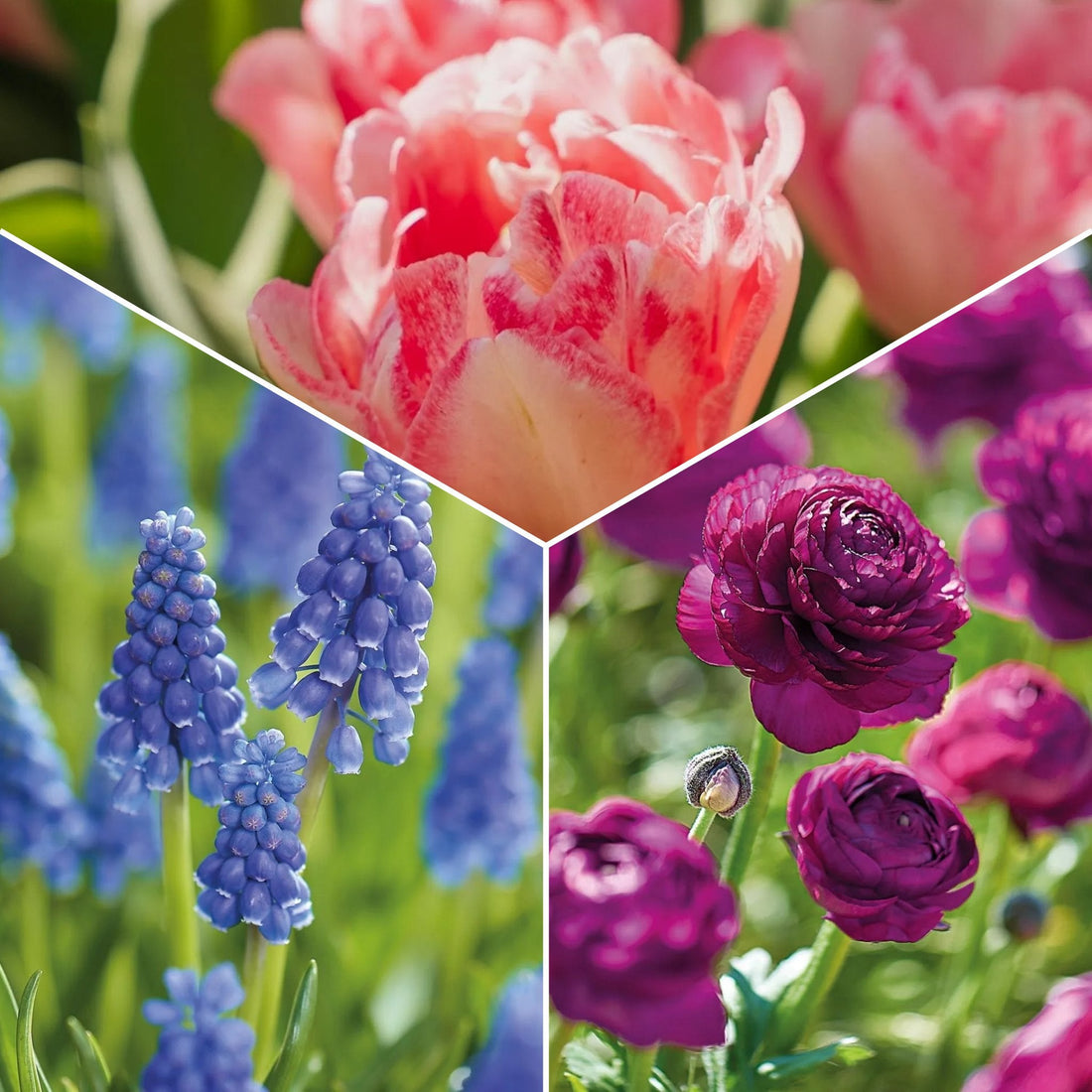 Løglasagne 'Blush & Breeze'