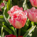 Løglasagne 'Blush & Breeze'