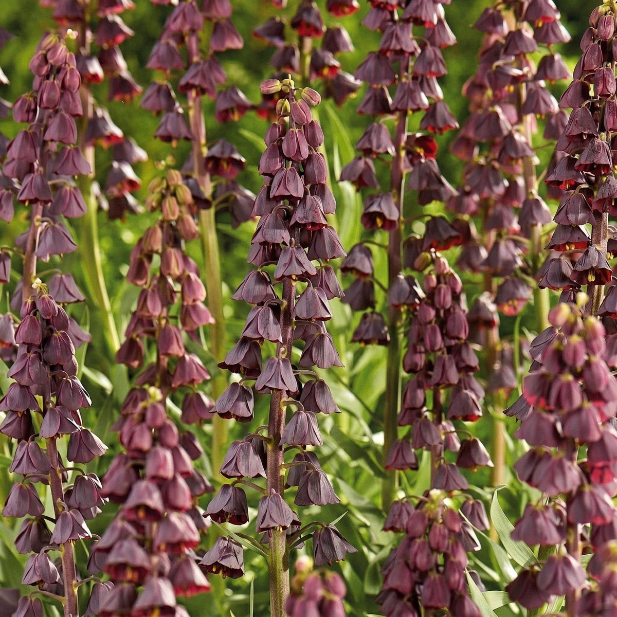 Løglasagne 'Blush & Breeze'