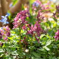 Løglasagne 'Bunting'