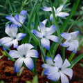 Løglasagne 'Bunting'