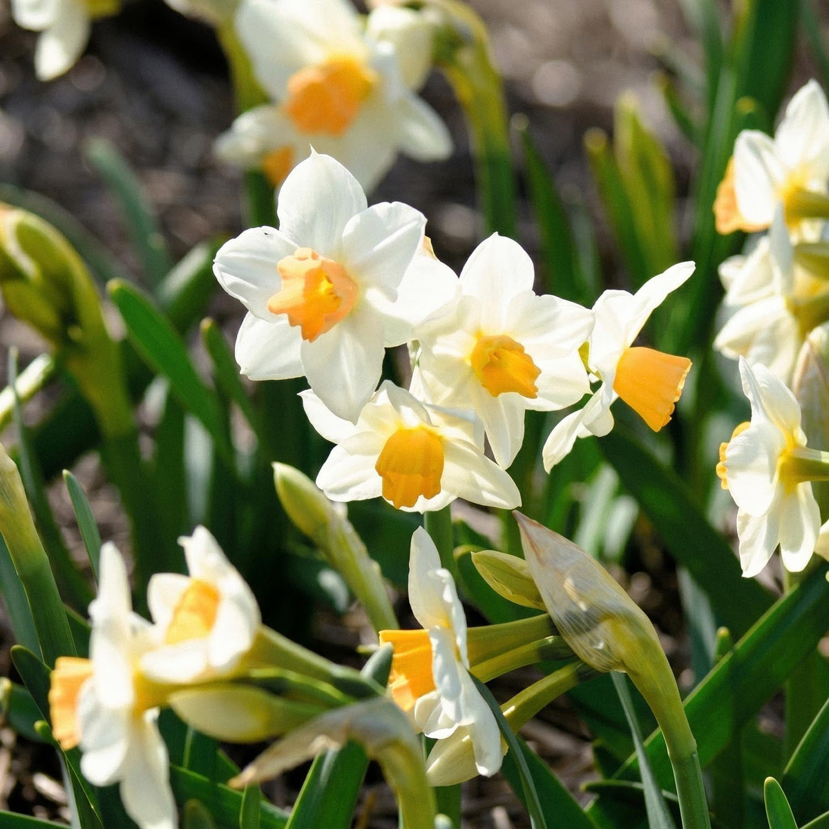Løglasagne 'Canary Wharf Garden'