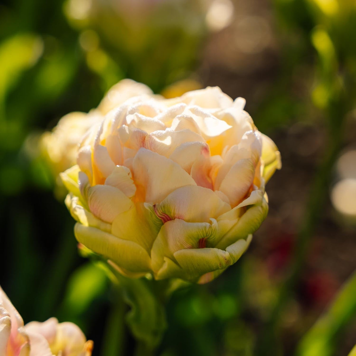 Løglasagne 'Canary Wharf Garden'