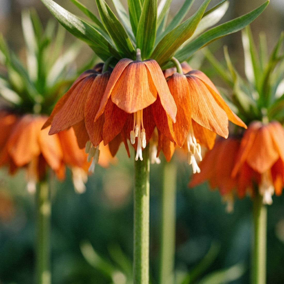 Løglasagne 'Clementine Grove'