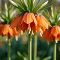 Løglasagne 'Clementine Grove'
