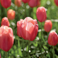Løglasagne 'Coral Reef'