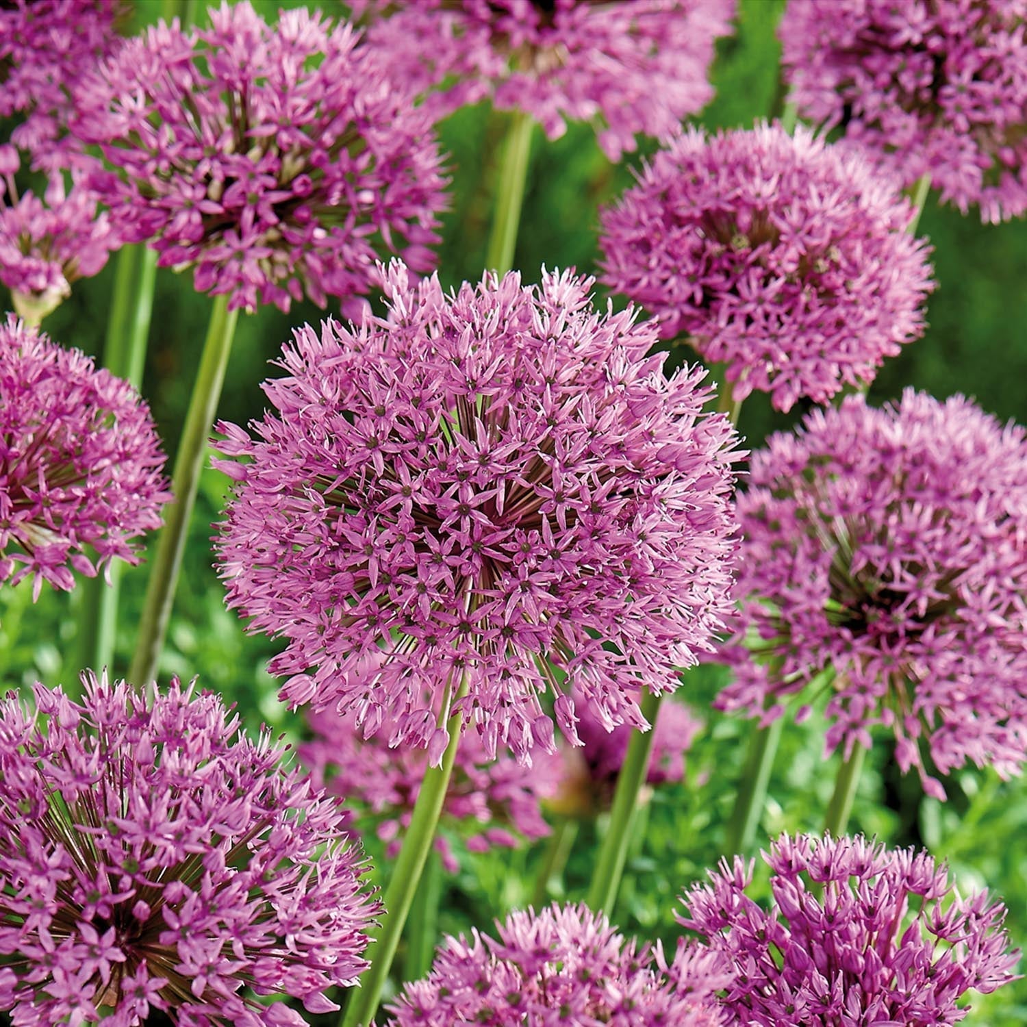 Løglasagne 'Cotton Candy Mix'