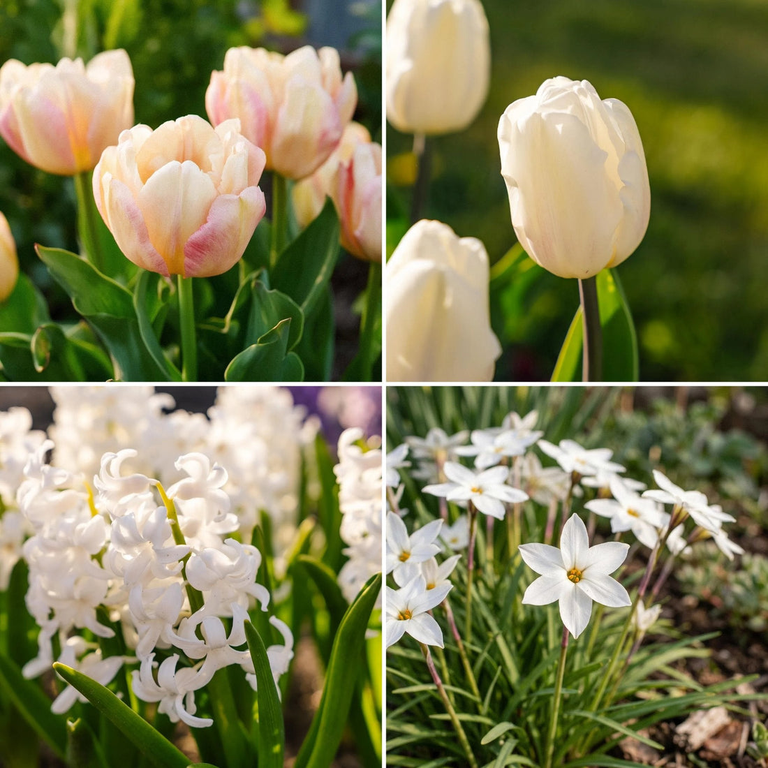 Løglasagne 'Cream Dream'