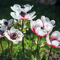 Løglasagne 'Crimson Breeze'