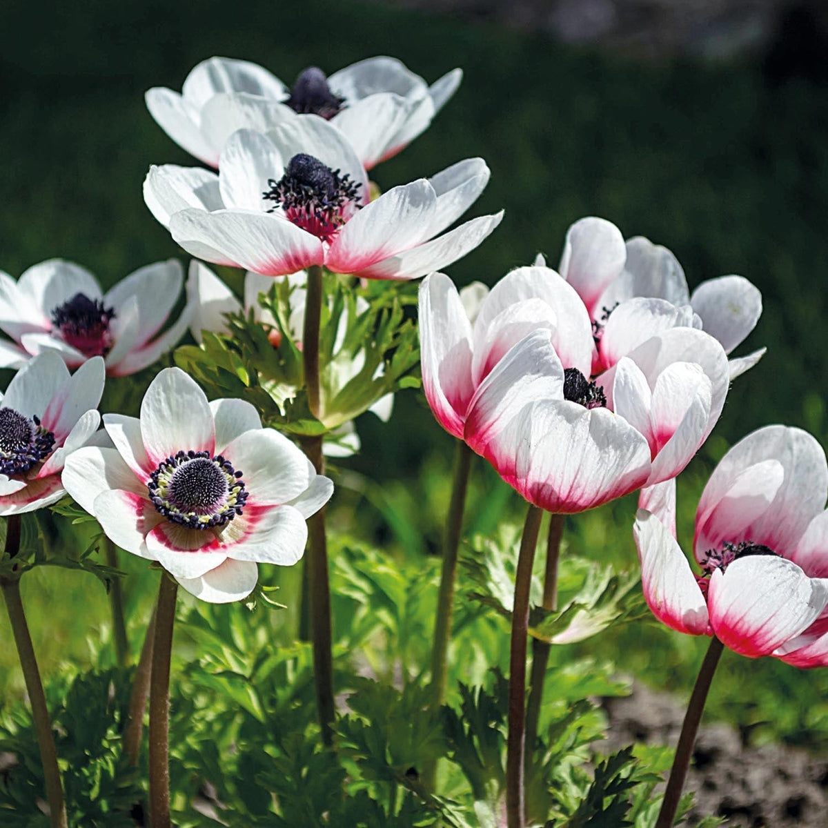 Løglasagne 'Crimson Breeze'