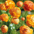 Løglasagne 'Golden Spring'