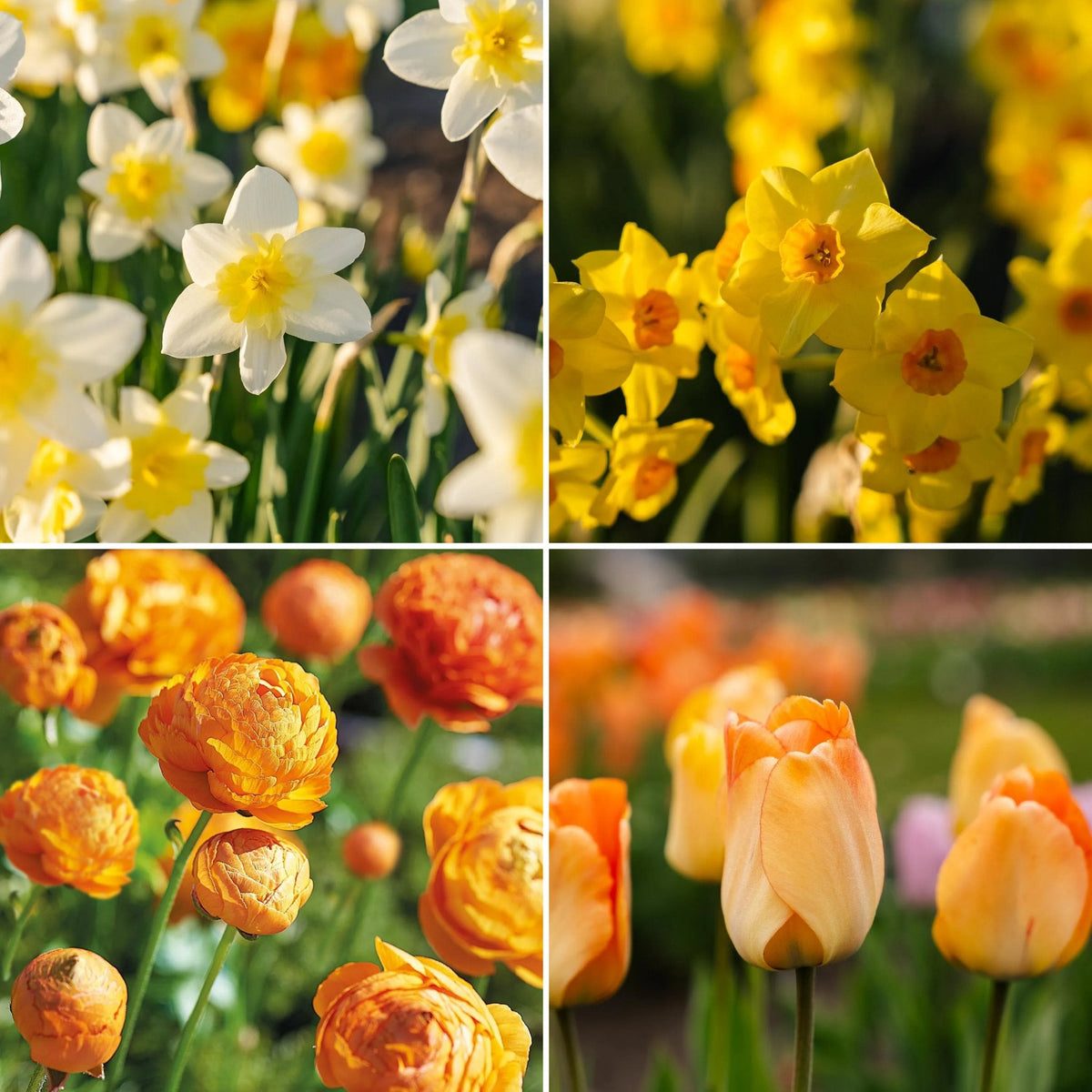 Løglasagne 'Golden Spring'