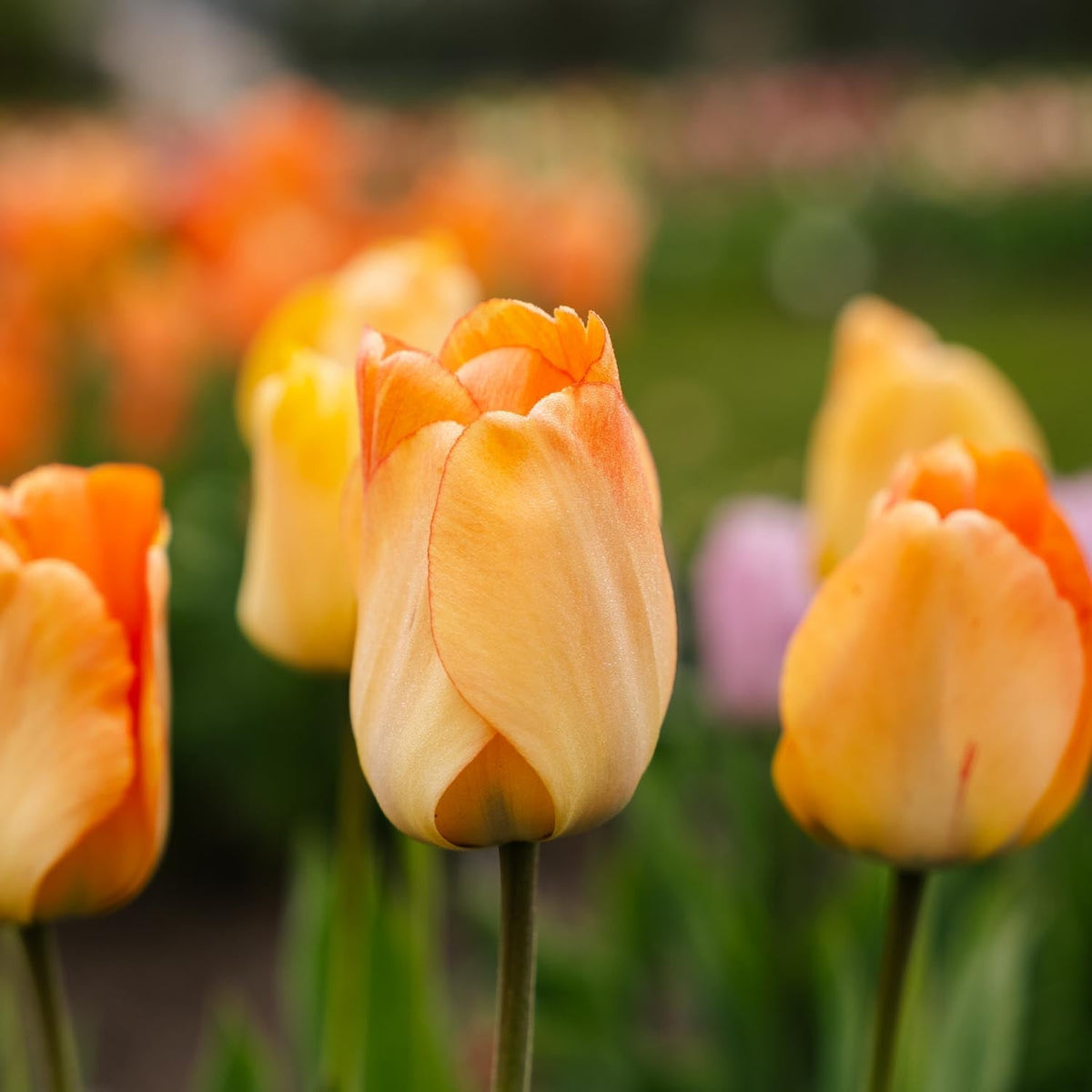 Løglasagne 'Golden Spring'