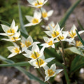 Løglasagne 'Ivory Lace'