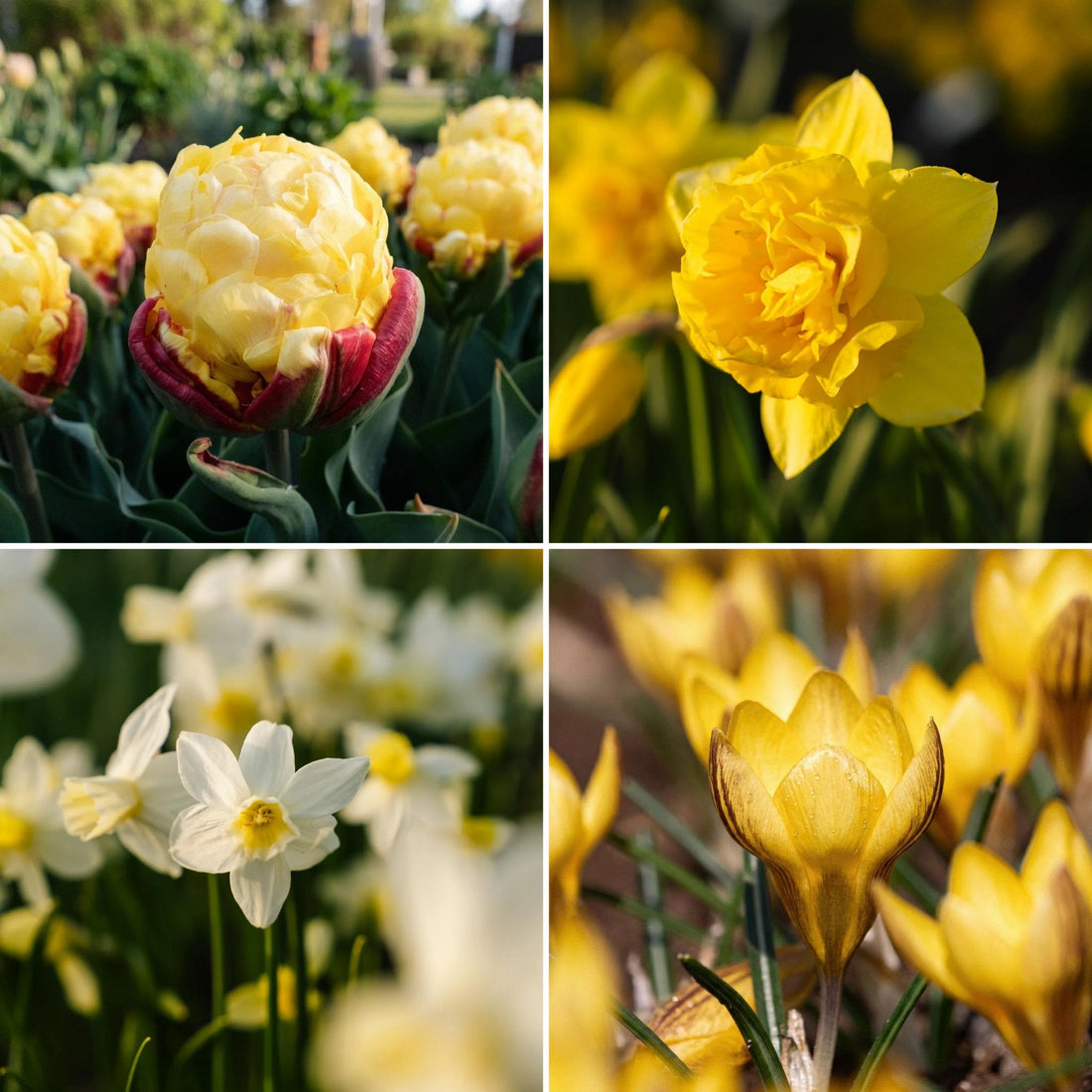 Løglasagne 'Lemon Sorbet'