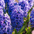 Løglasagne 'Mimosa'