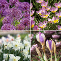 Løglasagne 'Pansy Parlour'