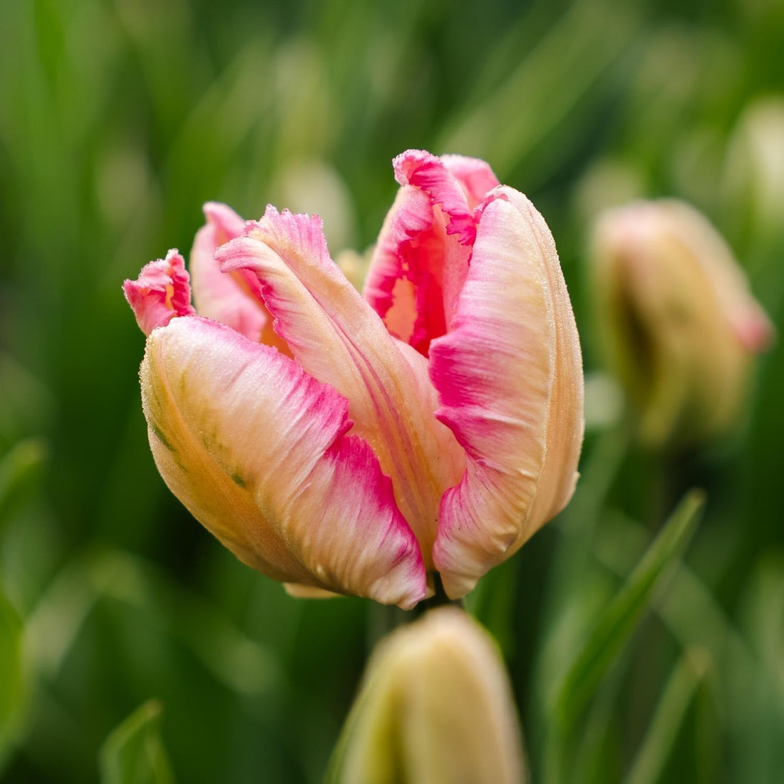 Løglasagne 'Peach Blush'