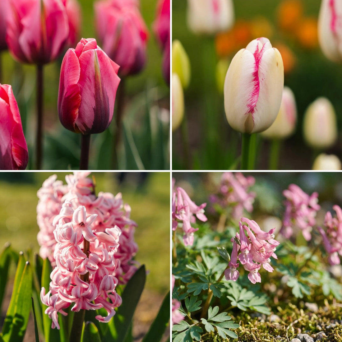 Løglasagne 'Pink Vision'