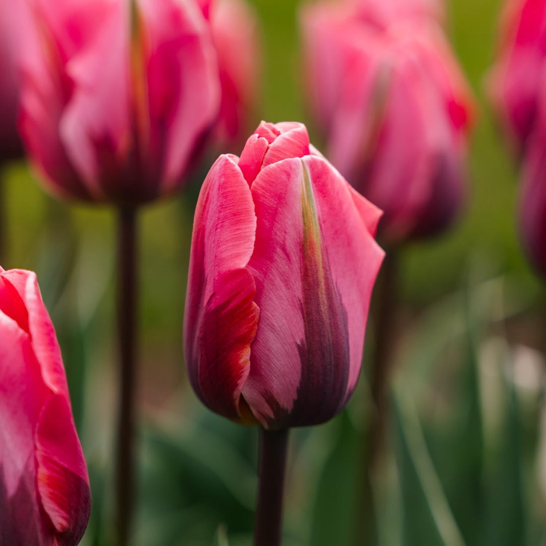 Løglasagne 'Pink Vision'