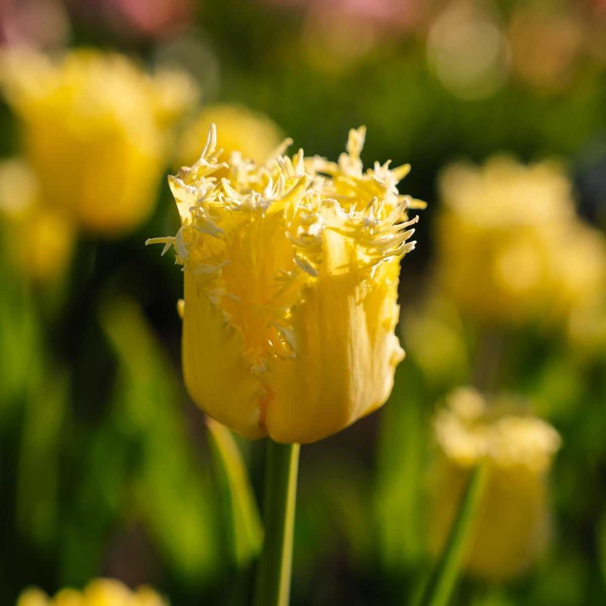 Løglasagne 'Primula Path'