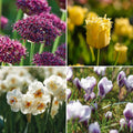 Løglasagne 'Primula Path'