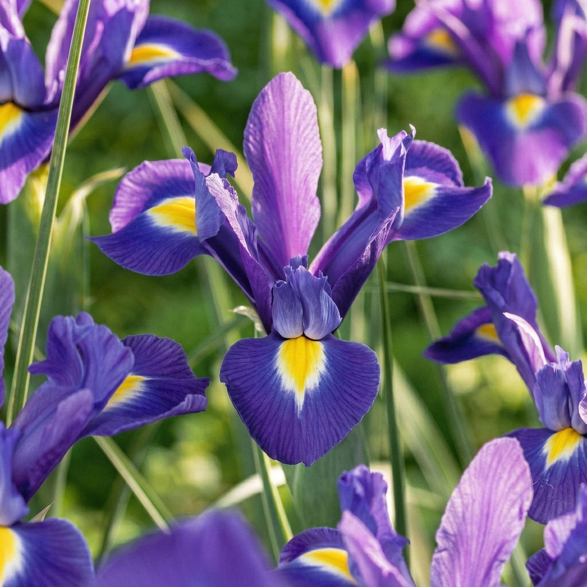Løglasagne 'Purple Dreams'