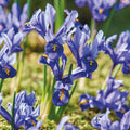 Løglasagne 'Purple Dreams'