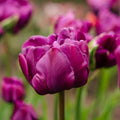 Løglasagne 'Purple Dreams'
