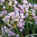 Løglasagne 'Purple Dreams'