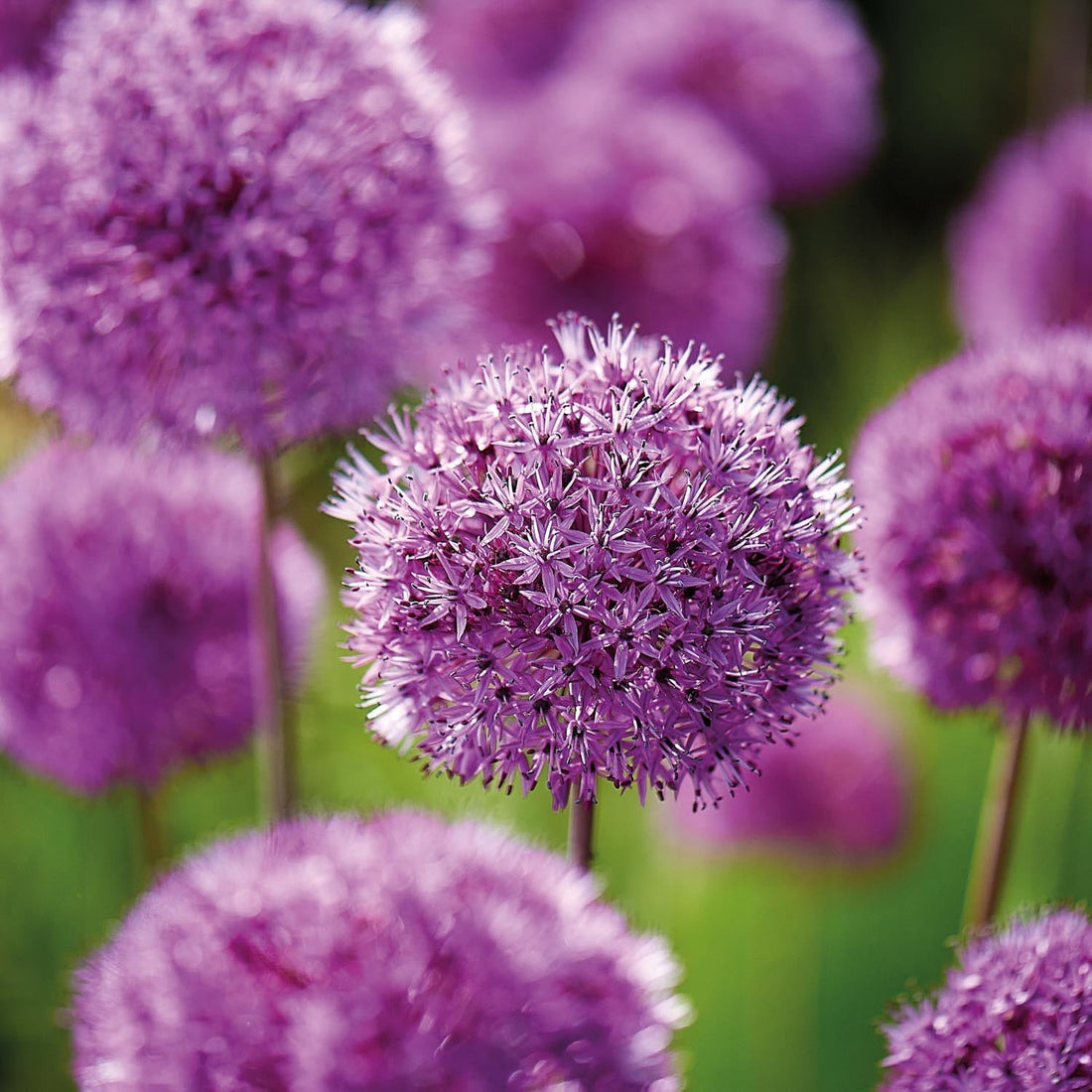 Løglasagne 'Purple Sensation'