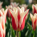 Løglasagne 'Raspberry Ripple'