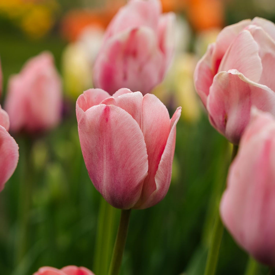 Løglasagne 'Salmon Sunset'