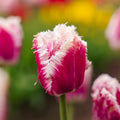 Løglasagne 'Spring Sorbet'