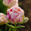 Løglasagne 'Spring Sorbet'
